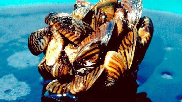 Prevent Spread of Invasive Species