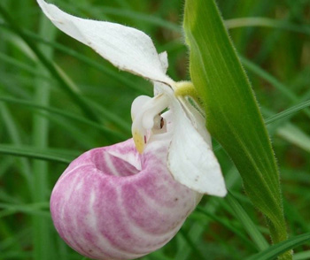 Protect Biodiversity & Habitats