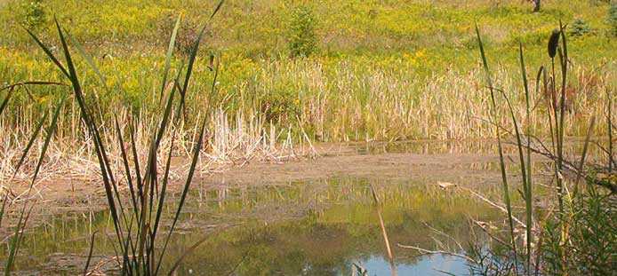 Wetlands