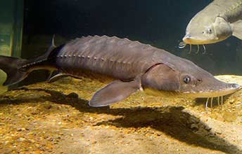 Poissons